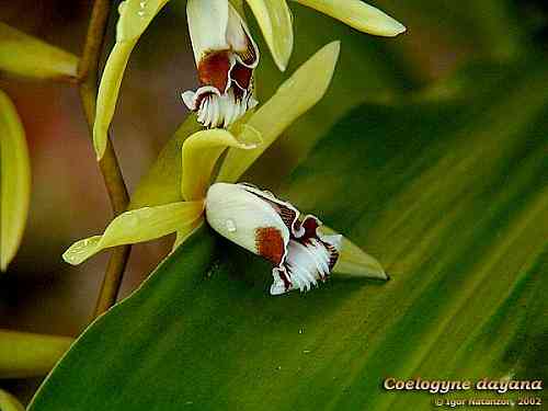 Coelogyne dayana 